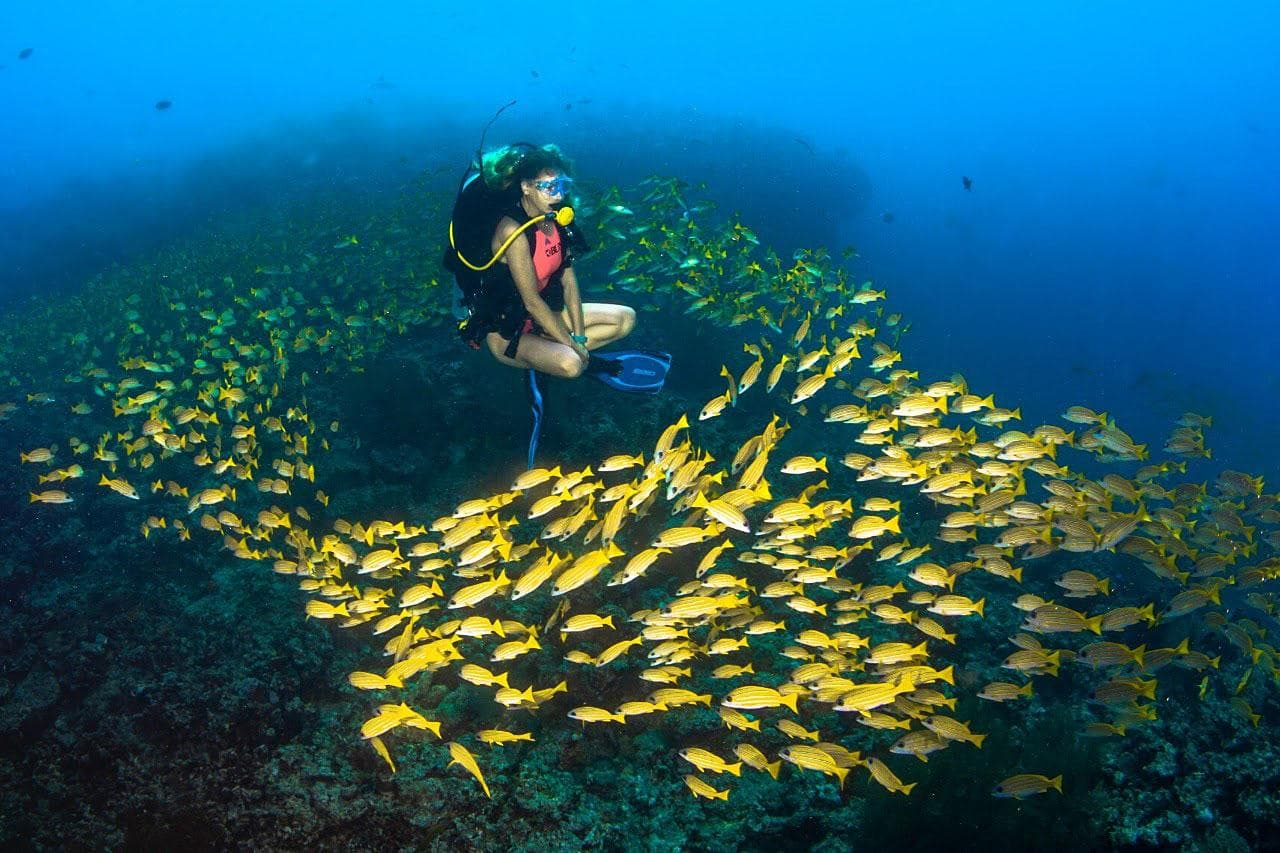 Dhigurah Fish Bank dive spot
